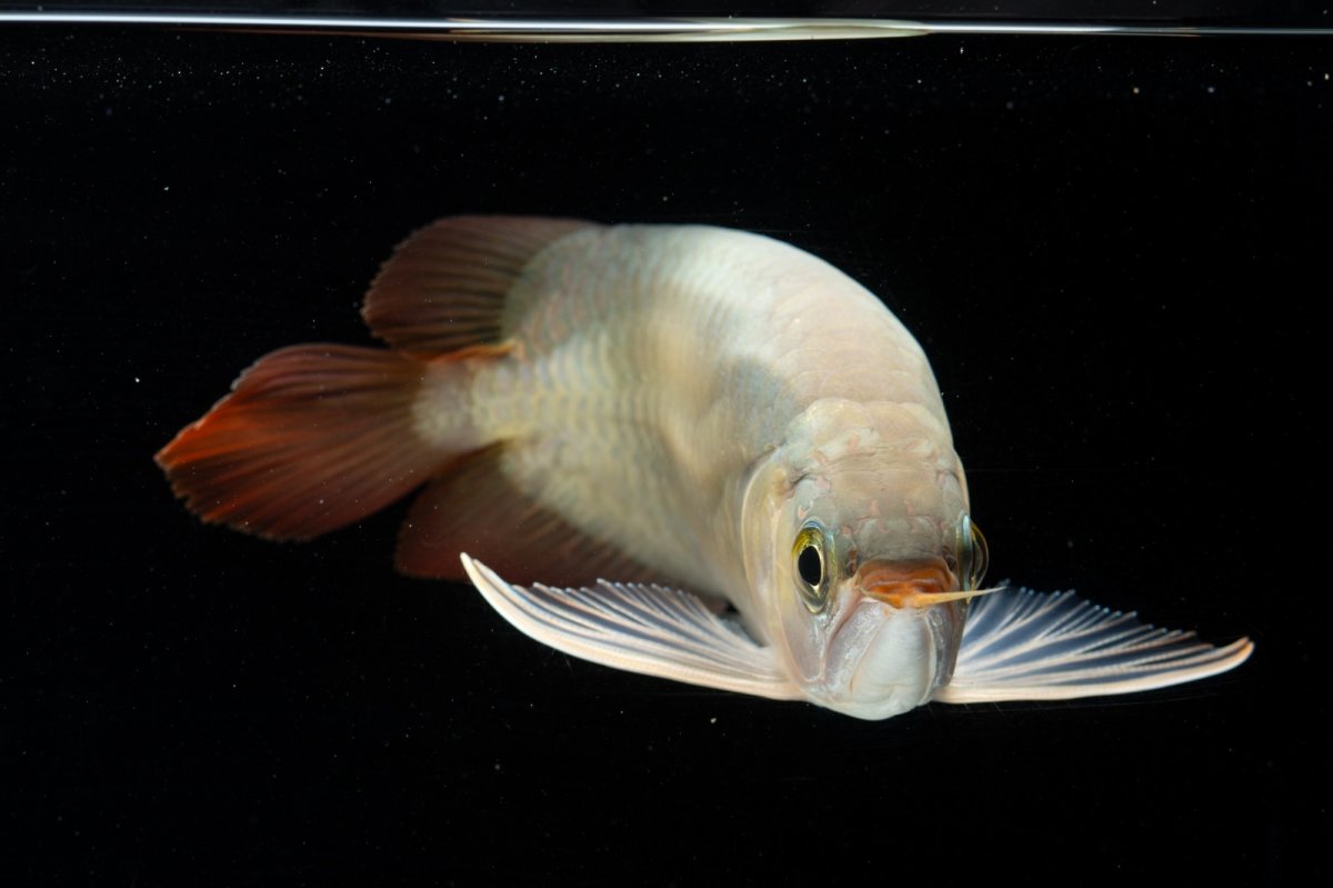 画像13: スーパーレッド ショート個体(#3) NO.40 (13)