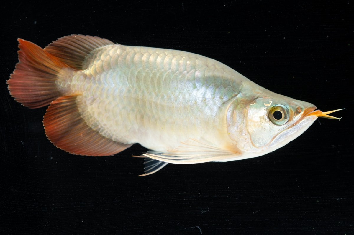 画像9: スーパーレッド ショート個体(#3) NO.40 (9)