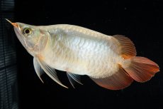 画像6: スーパーレッド ショート個体(#3) NO.40 (6)