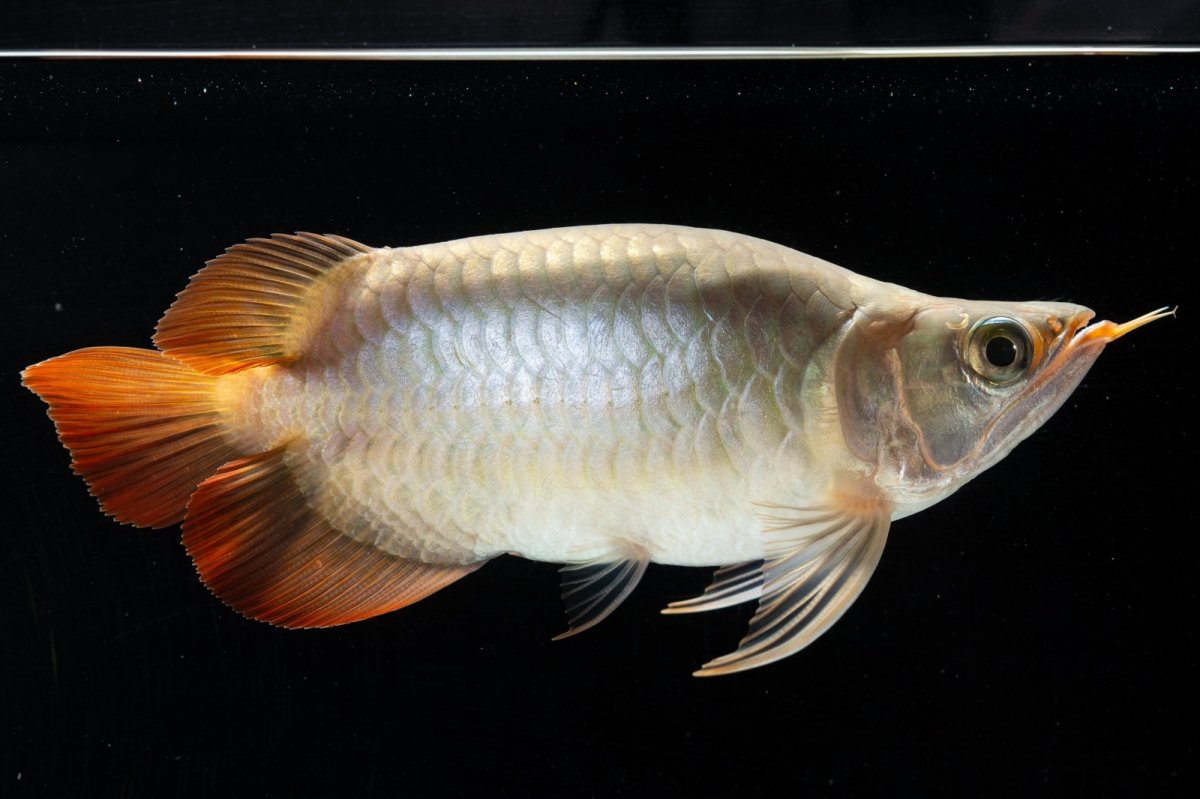 画像7: スーパーレッド ショート個体(#3) NO.40 (7)