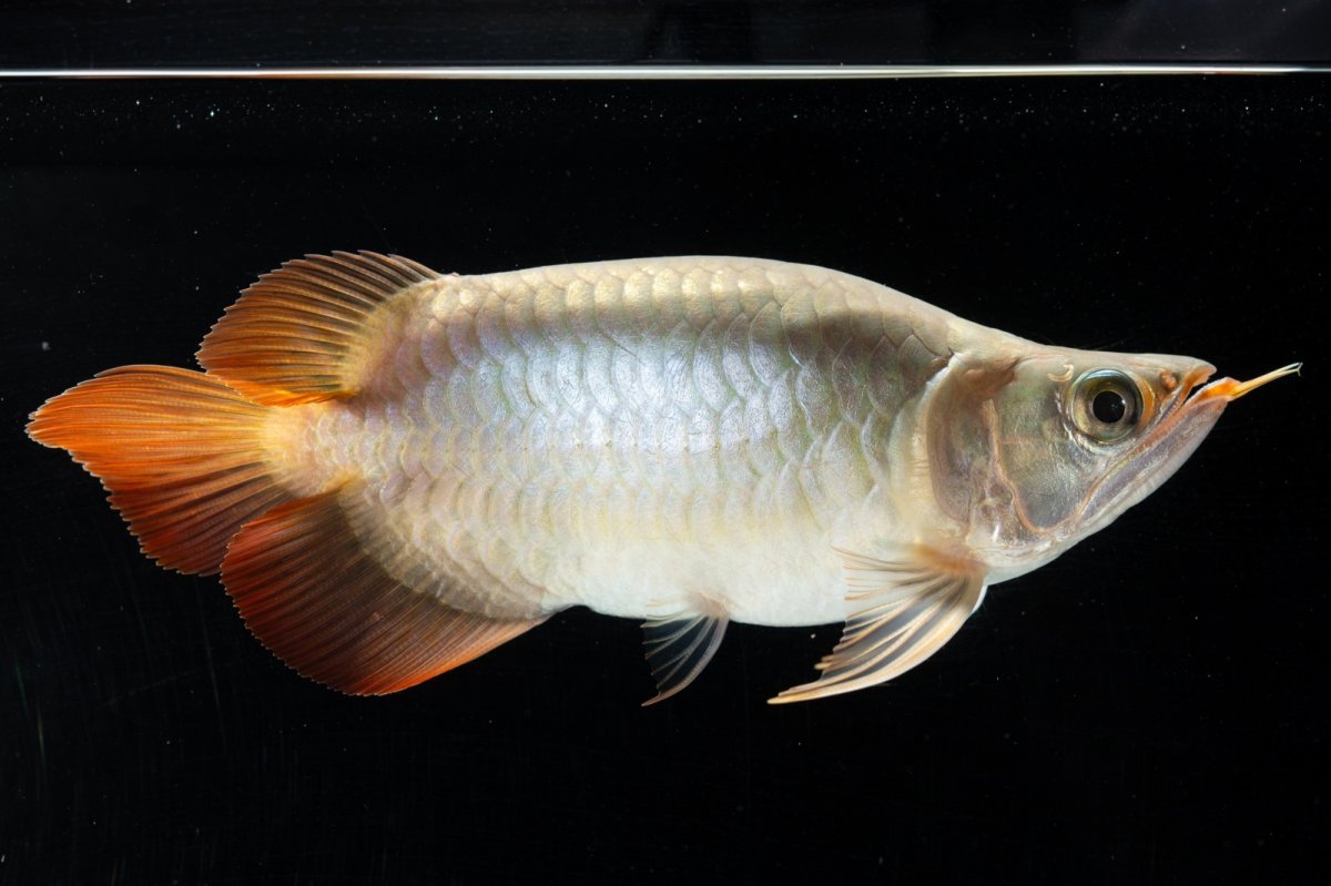 画像5: スーパーレッド ショート個体(#3) NO.40 (5)