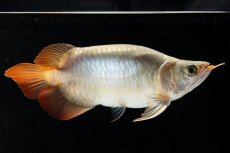 画像5: スーパーレッド ショート個体(#3) NO.40 (5)