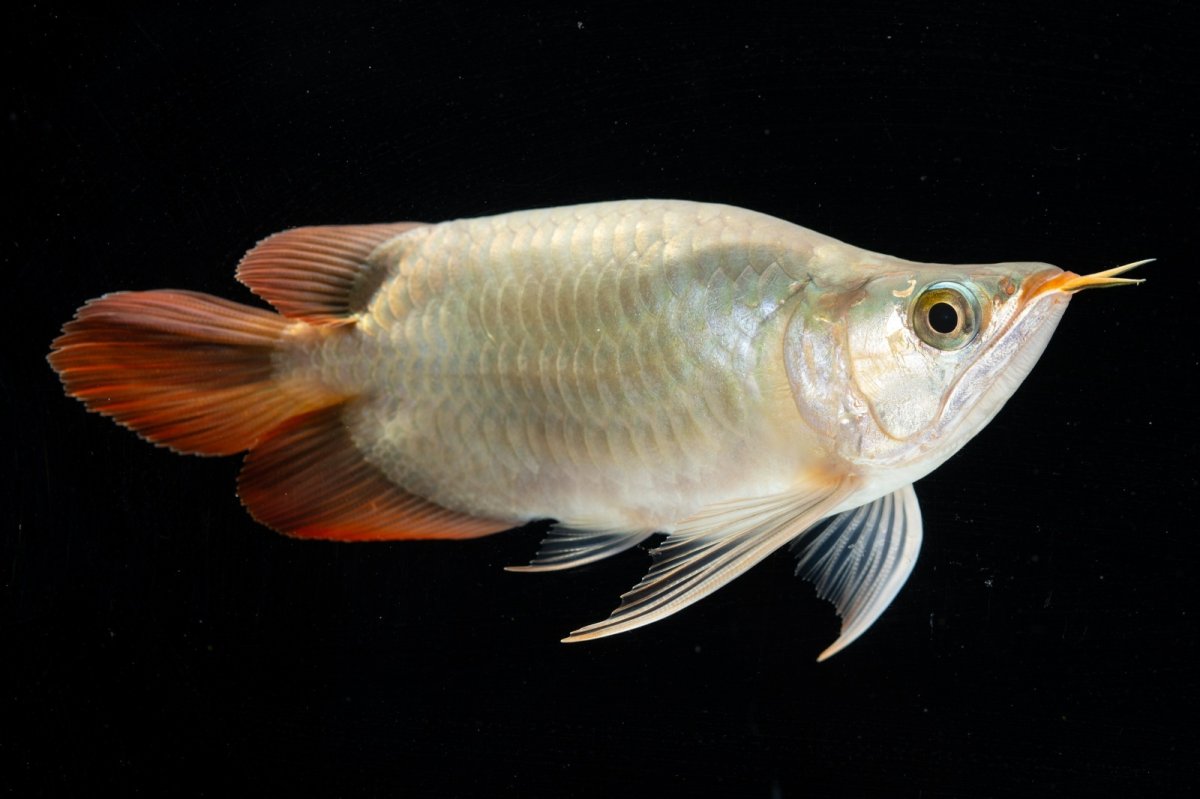 画像3: スーパーレッド ショート個体(#3) NO.40 (3)