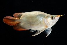 画像3: スーパーレッド ショート個体(#3) NO.40 (3)