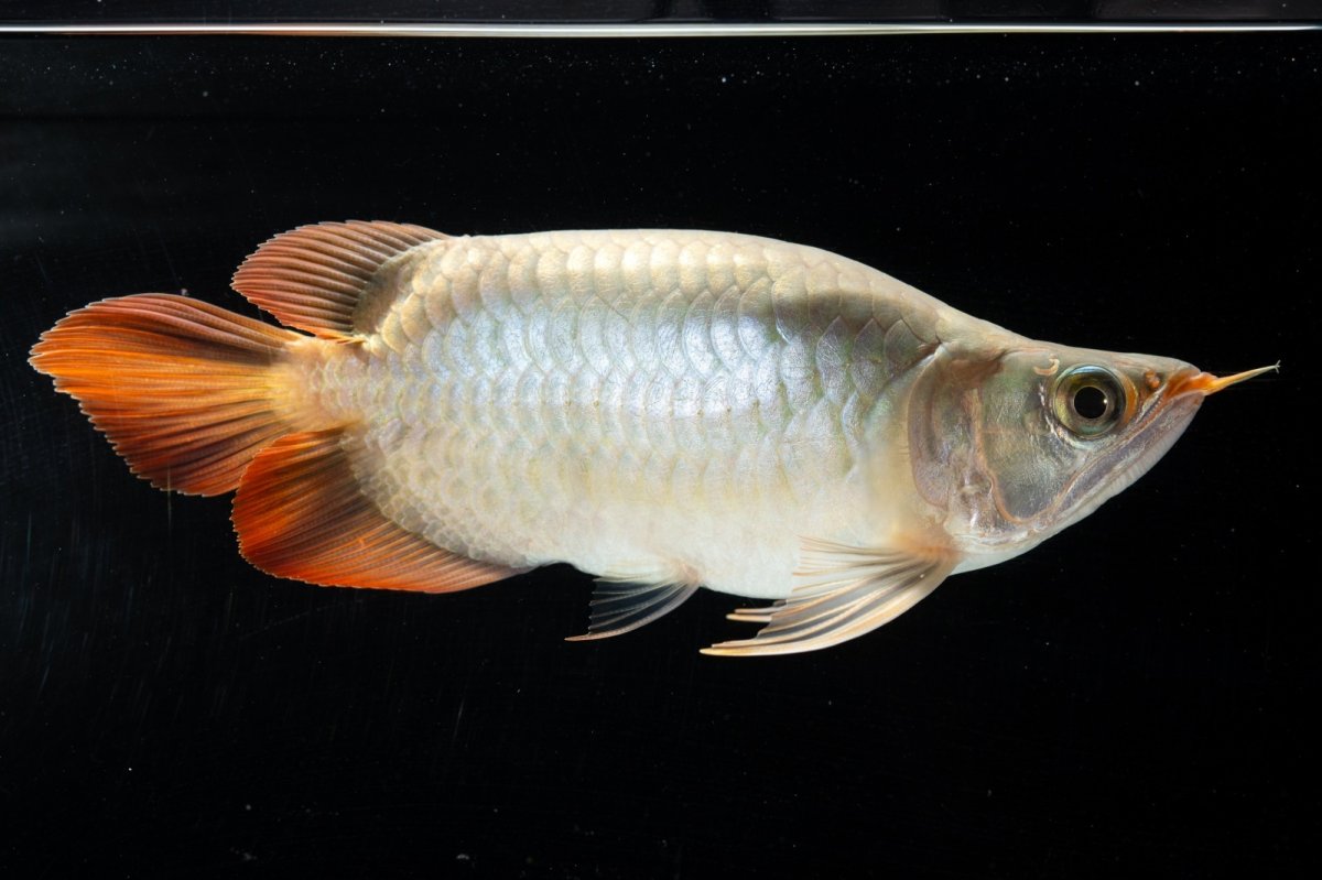 画像1: スーパーレッド ショート個体(#3) NO.40 (1)