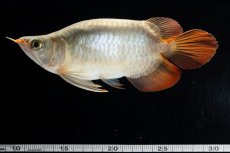 画像14: スーパーレッド ショート個体(#3) NO.40 (14)