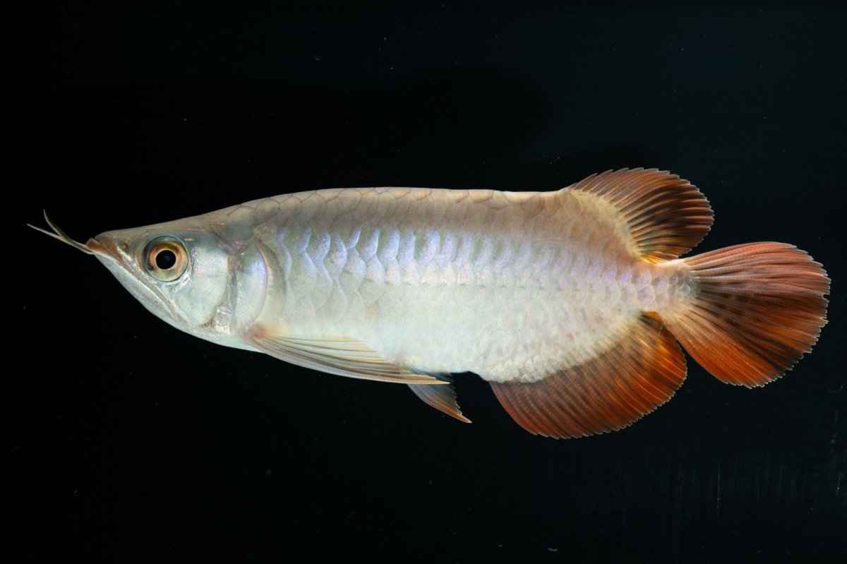 画像4: スーパーレッド ショート個体 NO.34 (4)