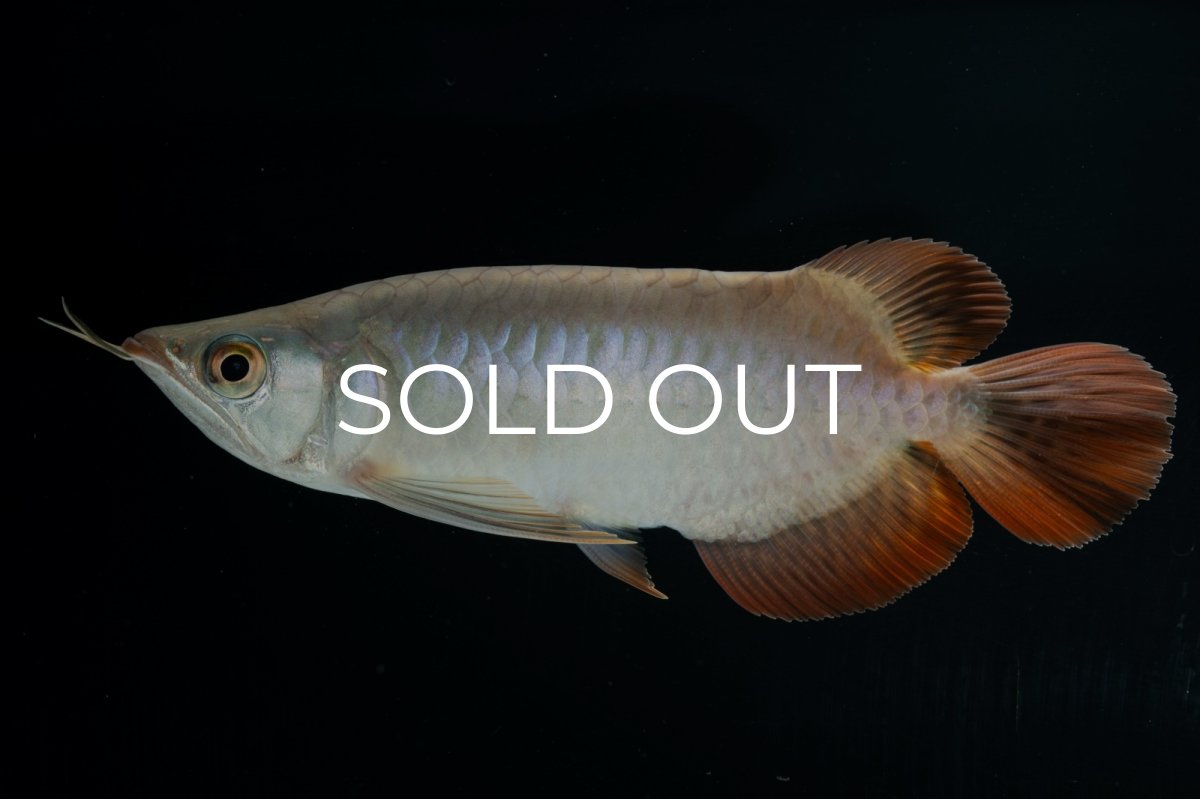 画像4: スーパーレッド ショート個体 NO.34 (4)