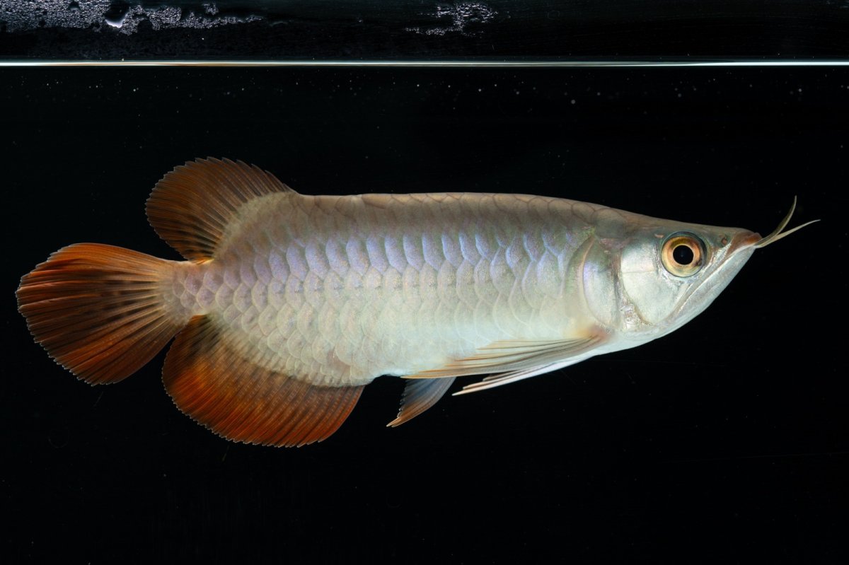 画像5: スーパーレッド ショート個体 NO.34 (5)