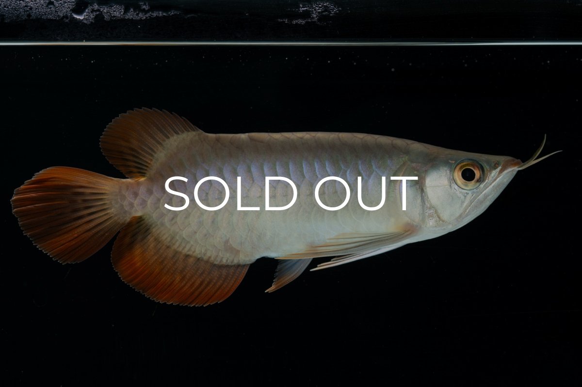 画像5: スーパーレッド ショート個体 NO.34 (5)