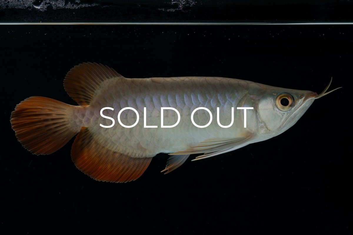 画像3: スーパーレッド ショート個体 NO.34 (3)