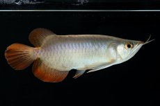 画像3: スーパーレッド ショート個体 NO.34 (3)