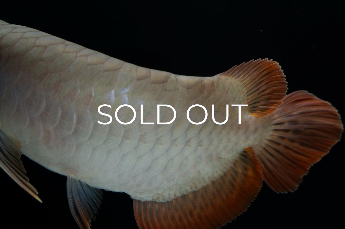 画像7: スーパーレッド ショート個体 NO.34 (7)