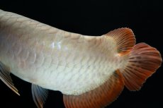 画像7: スーパーレッド ショート個体 NO.34 (7)