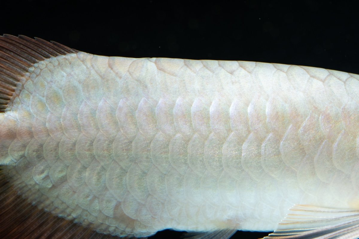 画像6: スーパーレッド ショート個体 NO.34 (6)