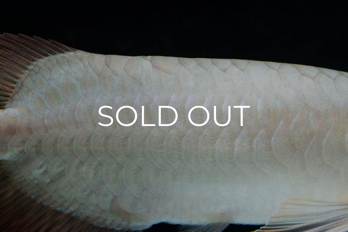 画像6: スーパーレッド ショート個体 NO.34 (6)