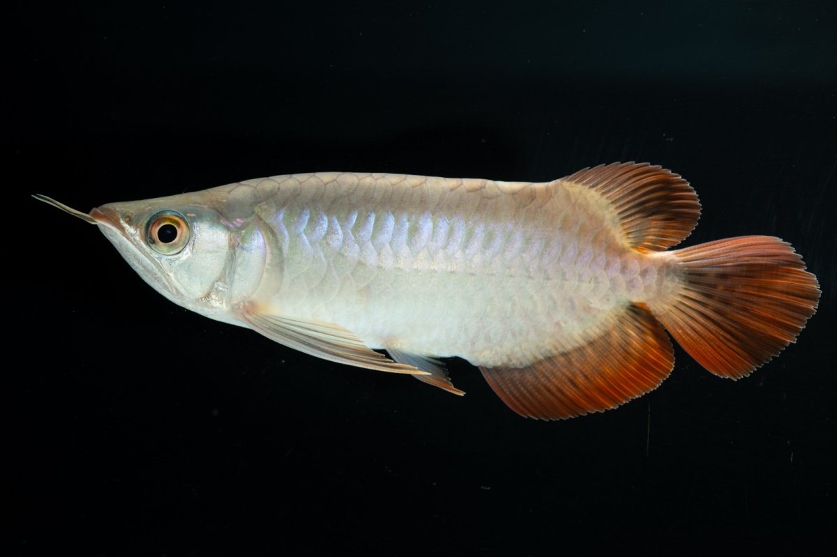 画像2: スーパーレッド ショート個体 NO.34 (2)