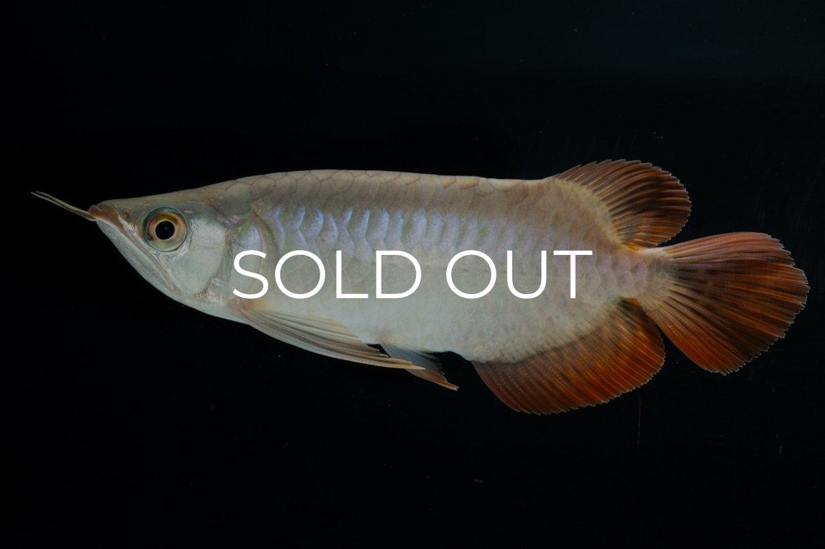 画像2: スーパーレッド ショート個体 NO.34 (2)