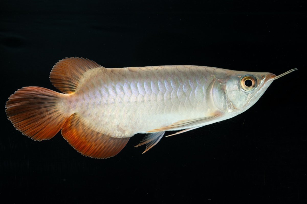 画像1: スーパーレッド ショート個体 NO.34 (1)