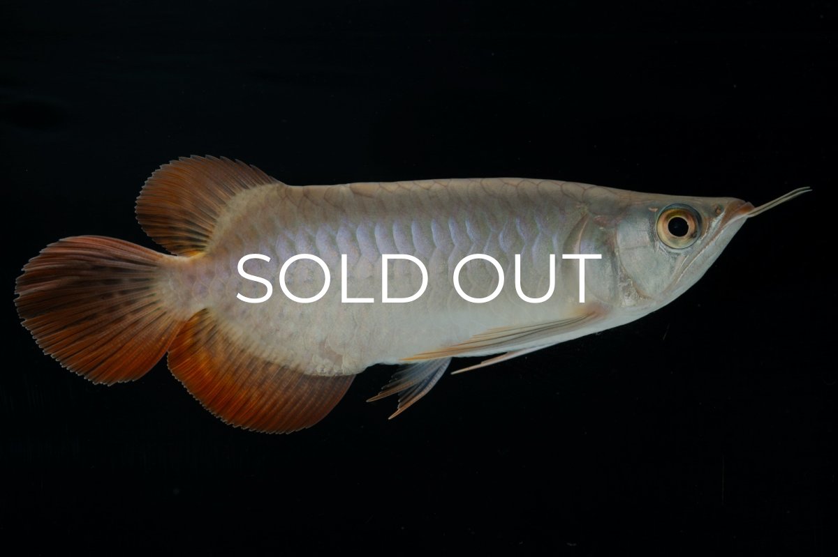 画像1: スーパーレッド ショート個体 NO.34 (1)