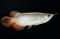 画像1: スーパーレッド ショート個体 NO.34 (1)