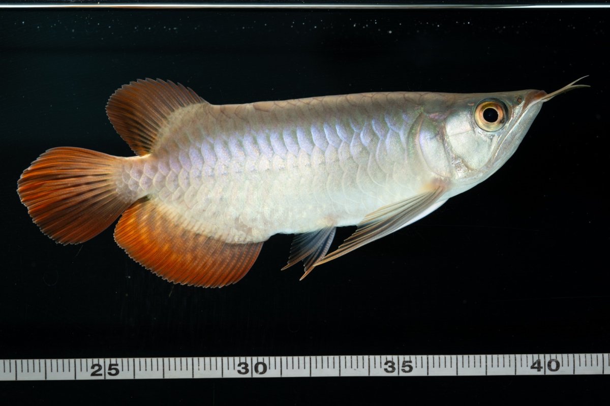 画像9: スーパーレッド ショート個体 NO.34 (9)