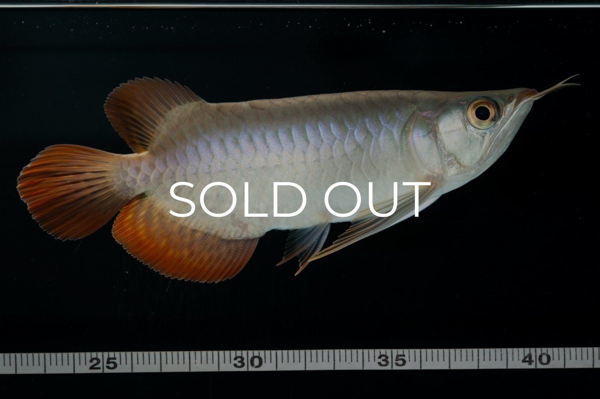 画像9: スーパーレッド ショート個体 NO.34 (9)