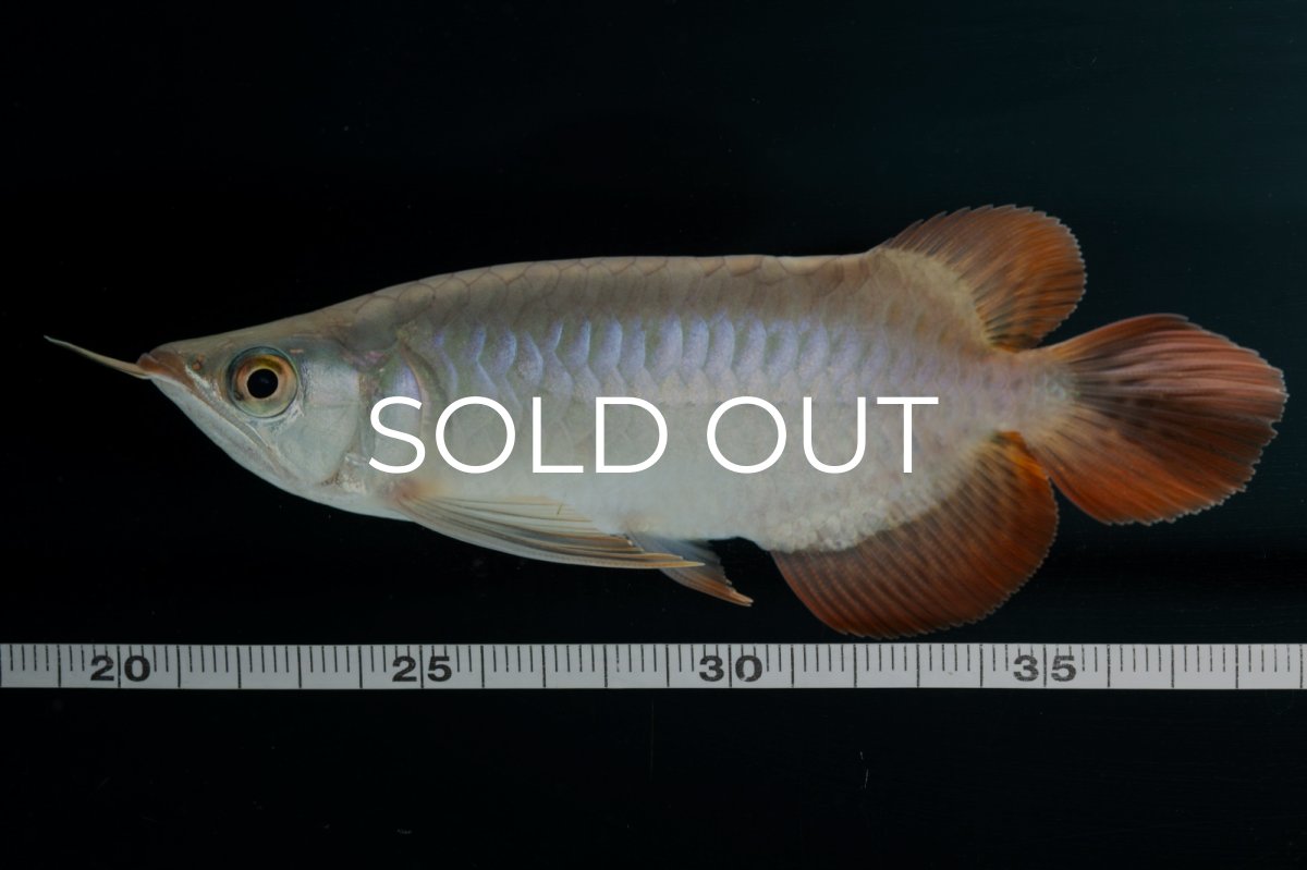 画像8: スーパーレッド ショート個体 NO.34 (8)