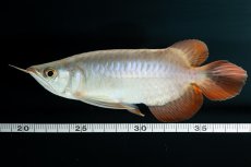 画像8: スーパーレッド ショート個体 NO.34 (8)