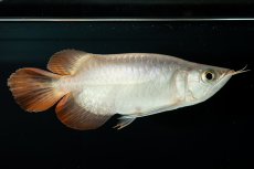 画像10: スーパーレッド ショート個体 NO.36 (10)