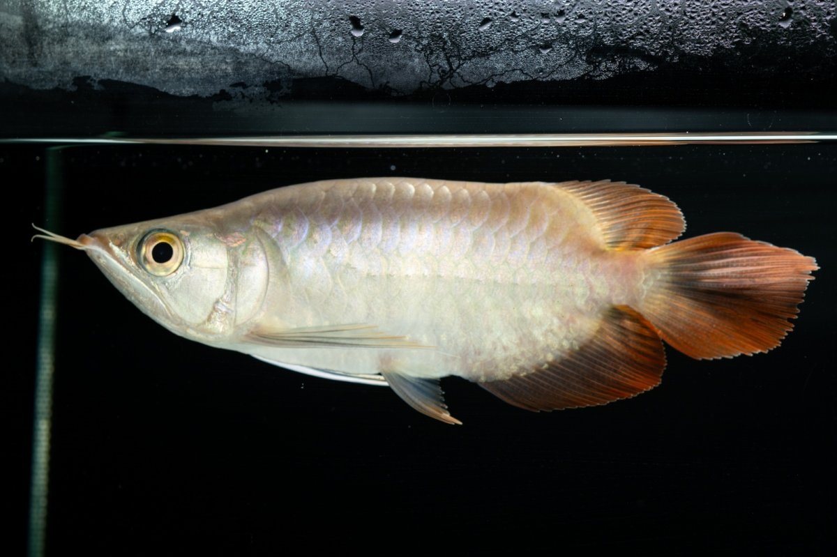 画像6: スーパーレッド ショート個体 NO.36 (6)