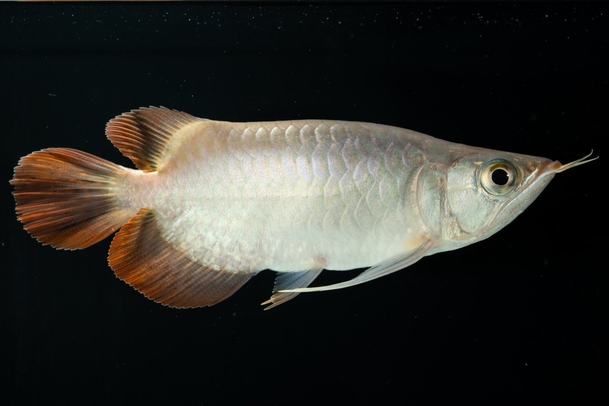 画像9: スーパーレッド ショート個体 NO.36 (9)