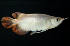 画像9: スーパーレッド ショート個体 NO.36 (9)