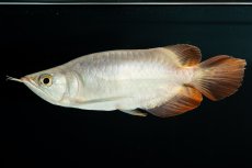 画像4: スーパーレッド ショート個体 NO.36 (4)