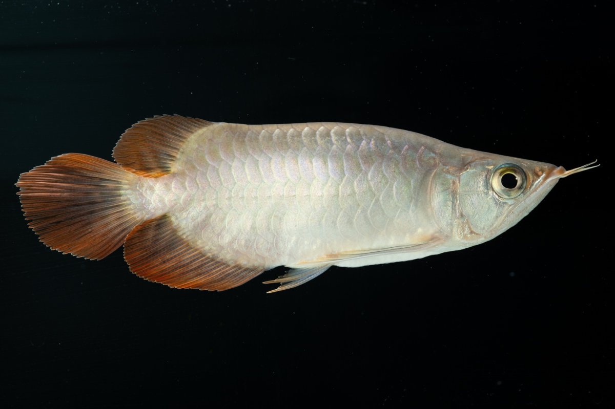 画像8: スーパーレッド ショート個体 NO.36 (8)