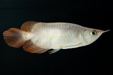 画像8: スーパーレッド ショート個体 NO.36 (8)