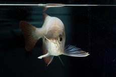 画像13: スーパーレッド ショート個体 NO.36 (13)