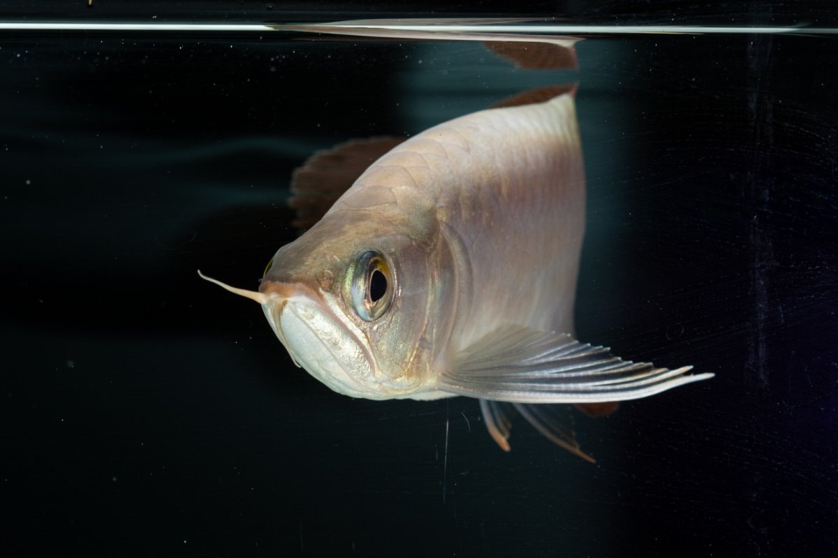 画像12: スーパーレッド ショート個体 NO.36 (12)