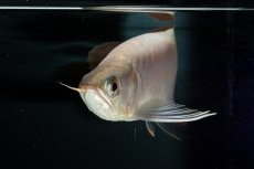 画像12: スーパーレッド ショート個体 NO.36 (12)