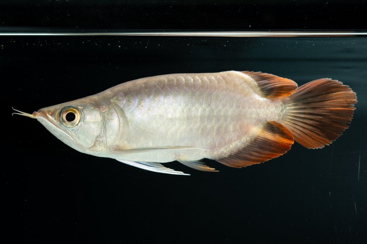 画像2: スーパーレッド ショート個体 NO.36 (2)