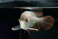 画像11: スーパーレッド ショート個体 NO.36 (11)