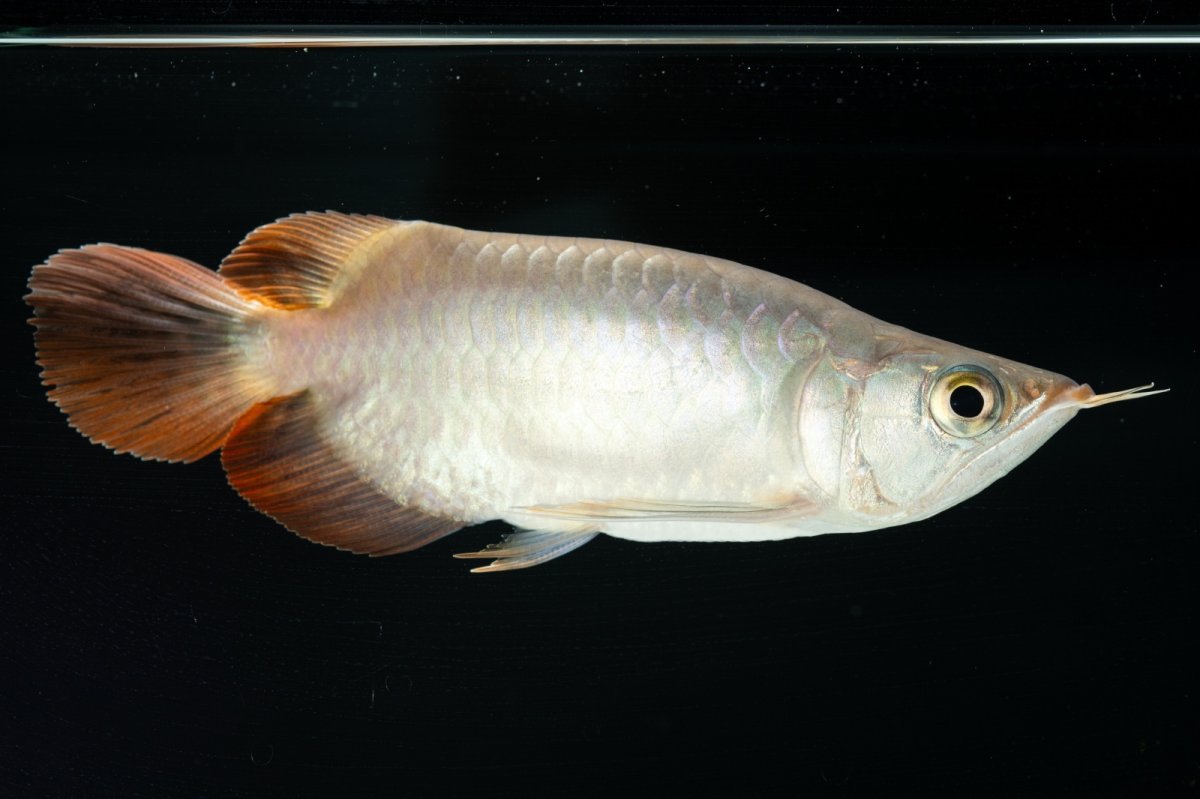 画像7: スーパーレッド ショート個体 NO.36 (7)