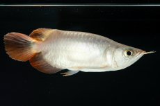 画像7: スーパーレッド ショート個体 NO.36 (7)