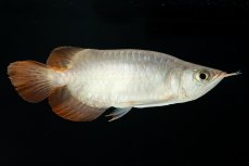 画像5: スーパーレッド ショート個体 NO.36 (5)