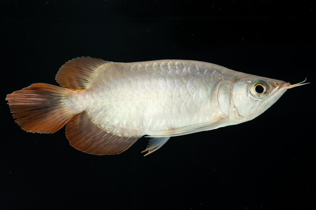 画像3: スーパーレッド ショート個体 NO.36 (3)