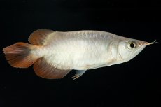 画像3: スーパーレッド ショート個体 NO.36 (3)