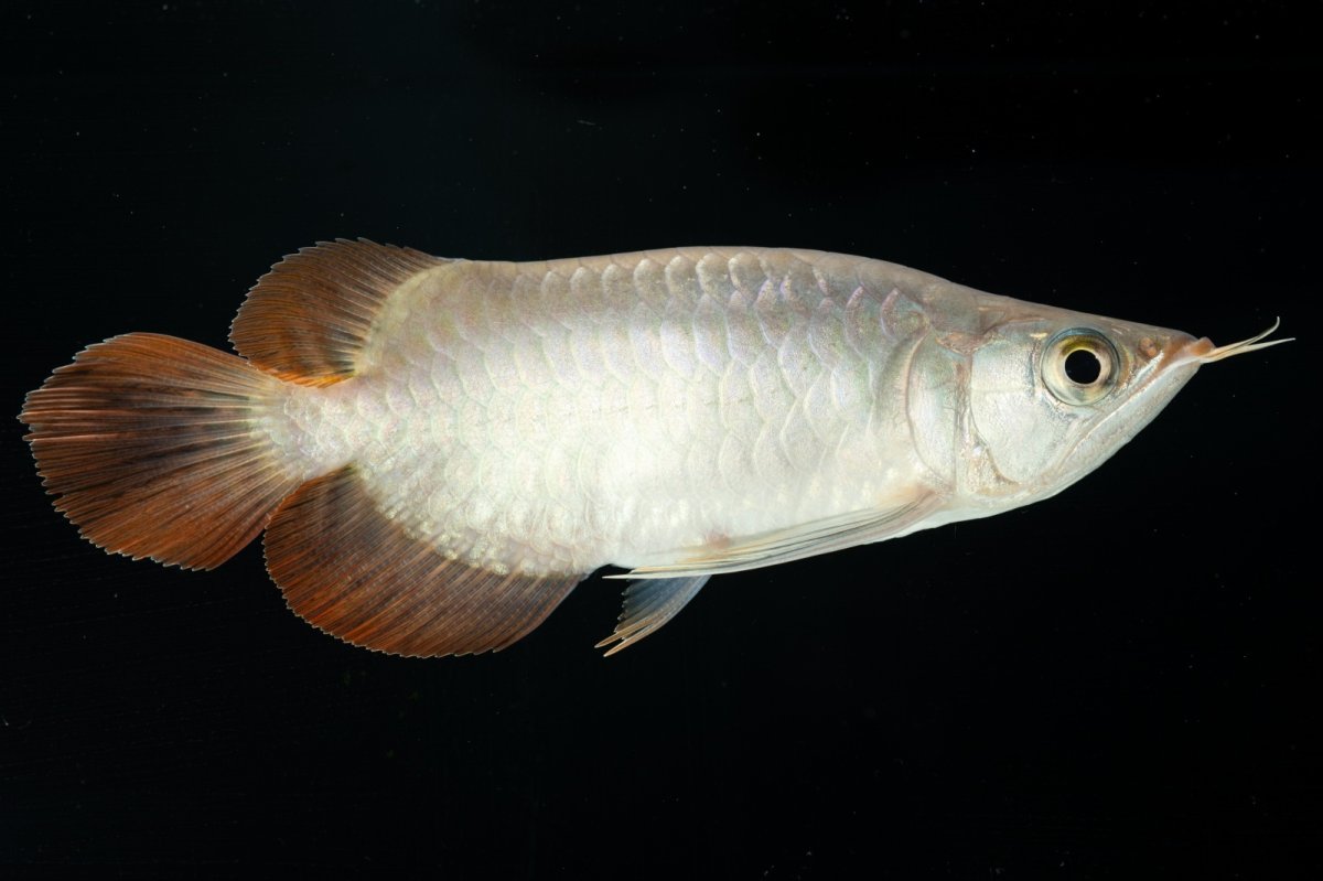 画像1: スーパーレッド ショート個体 NO.36 (1)