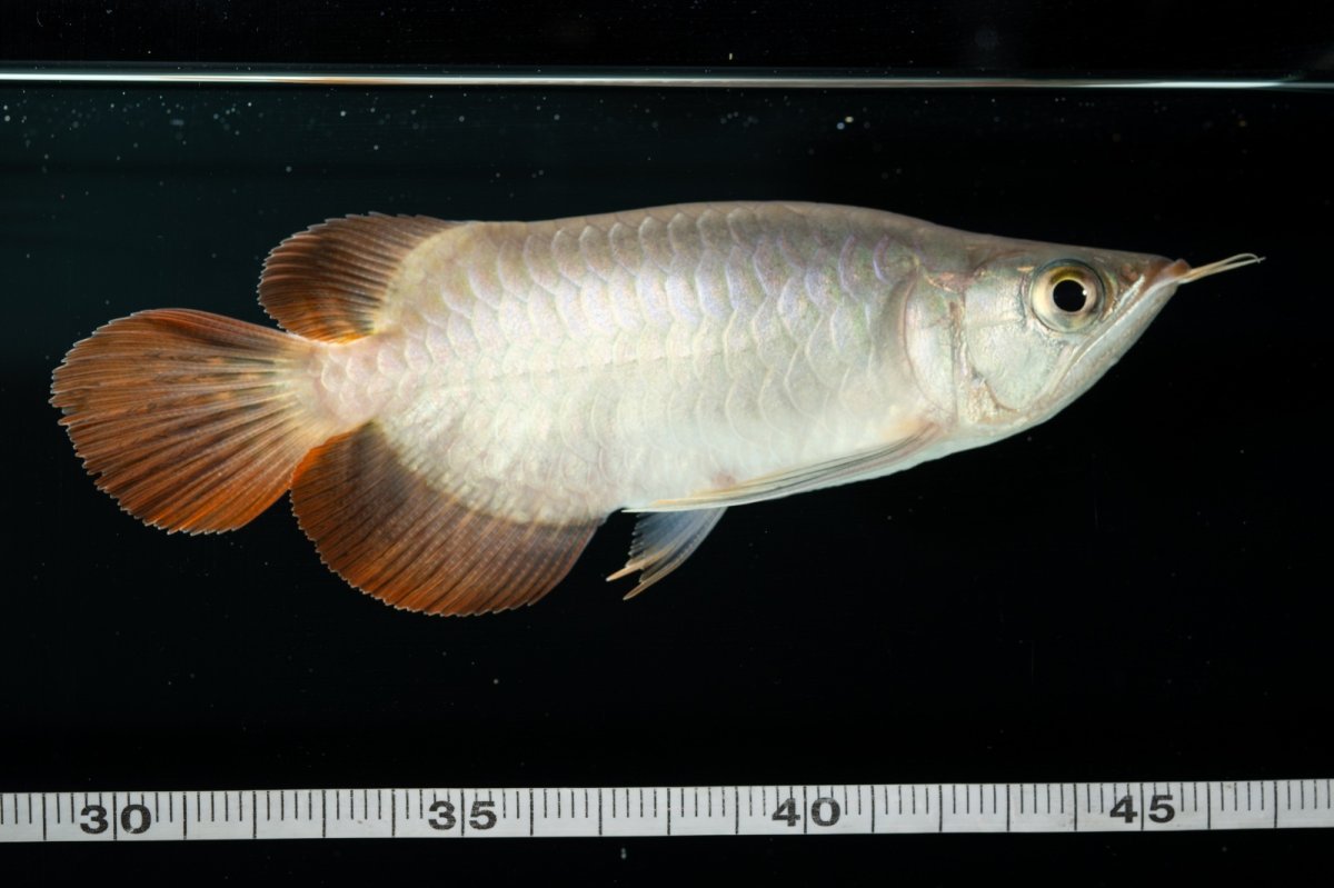 画像15: スーパーレッド ショート個体 NO.36 (15)