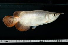 画像15: スーパーレッド ショート個体 NO.36 (15)