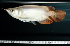 画像14: スーパーレッド ショート個体 NO.36 (14)